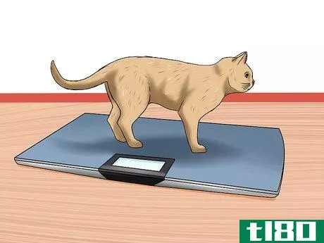 Image titled Diagnose Feline Lymphosarcoma Step 3