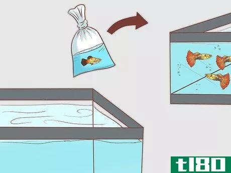 Image titled Find Compatible Tank Mates for Guppies Step 17