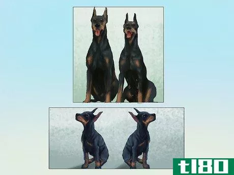 Image titled Diagnose Heart Conditions in Doberman Pinschers Step 11