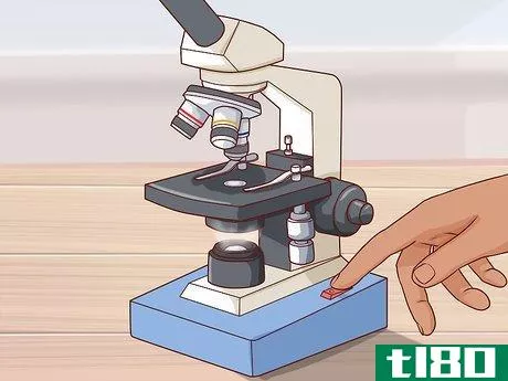 如何聚焦显微镜(focus a microscope)