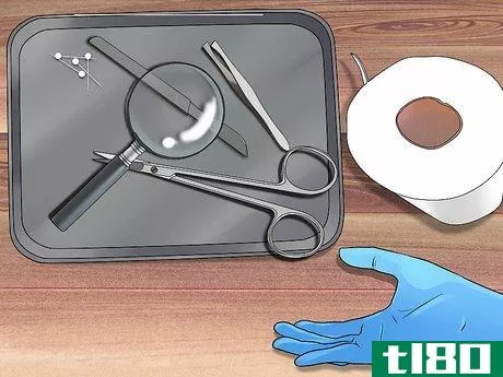Image titled Dissect a Squid Step 1