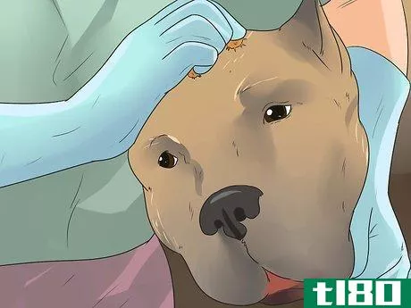 Image titled Get Burrs Out of Dog Hair Step 4
