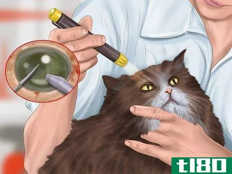 Image titled Diagnose Feline Cataracts Step 11