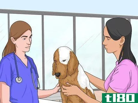 Image titled Feed a Sick Dog Step 7