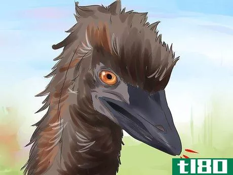 Image titled Diagnose Illness in an Emu Step 5