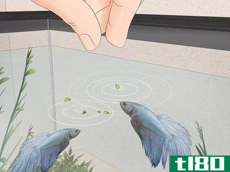 Image titled Feed a Betta Fish Peas Step 10