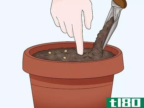 Image titled Germinate Cilantro Seeds Step 3