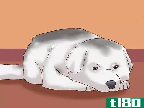 Image titled Detect Canine Hip Dysplasia Step 6