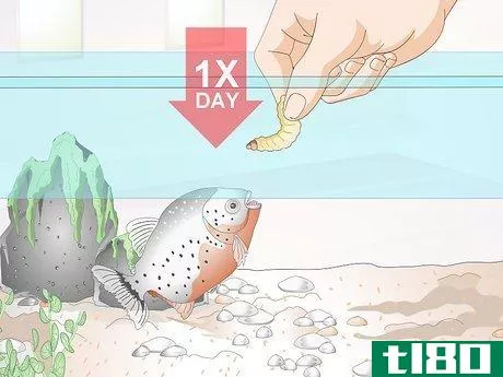 Image titled Feed Tropical Fish Step 5