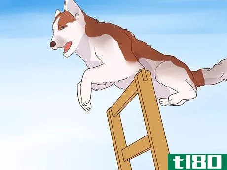 Image titled Exercise With Your Dog Step 14