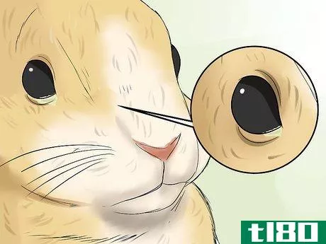 Image titled Diagnose Snuffles (Pasteurella) in Rabbits Step 3