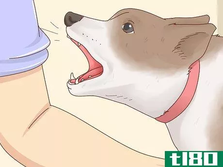 Image titled Diagnose Arthritis in Dogs Step 10