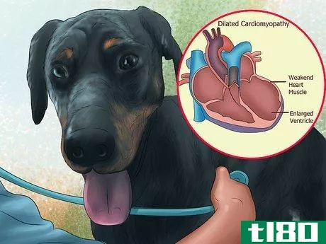 Image titled Diagnose Heart Conditions in Doberman Pinschers Step 13