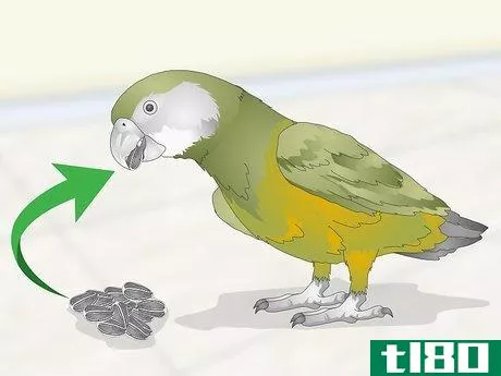 Image titled Feed a Senegal Parrot Step 1