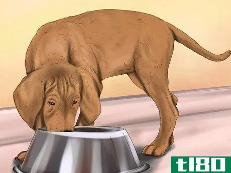 Image titled Care for a Dog After Spaying Step 7