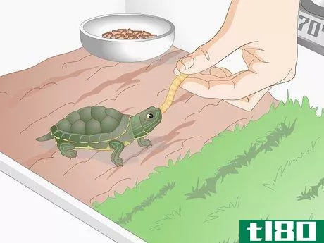 Image titled Feed Your Turtle if It is Refusing to Eat Step 5