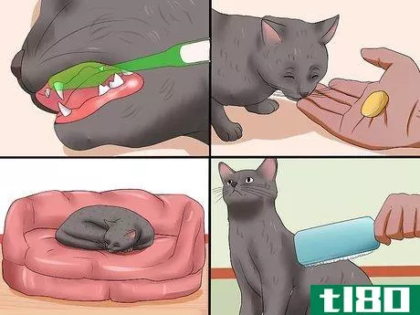 Image titled Encourage Your Cat to Go to Sleep Step 9