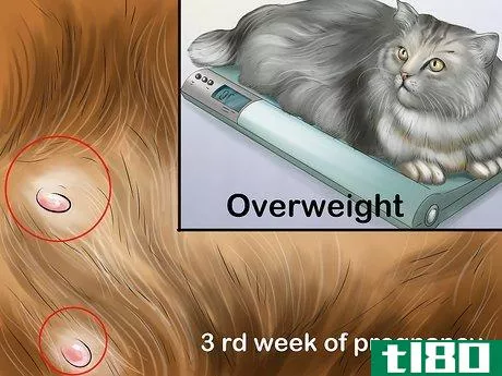 Image titled Feed a Pregnant or Nursing Cat Step 9