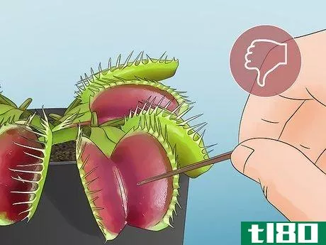 Image titled Feed Carnivorous Plants Step 5