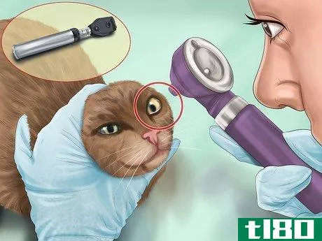 Image titled Diagnose Feline Cataracts Step 10