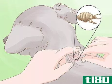 Image titled Diagnose and Treat Your Dog's Itchy Skin Problems Step 9
