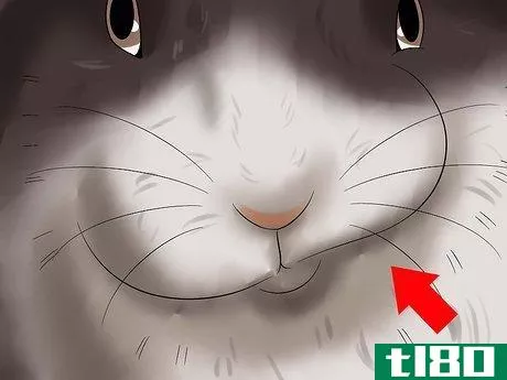 Image titled Diagnose Dental Problems in Rabbits Step 4