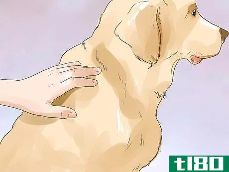 Image titled Treat Hypothyroidism in Golden Retrievers Step 9