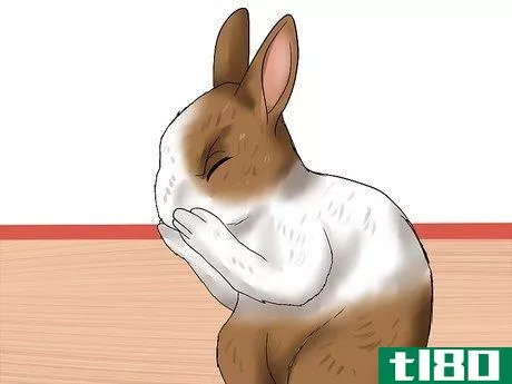 Image titled Diagnose Snuffles (Pasteurella) in Rabbits Step 1
