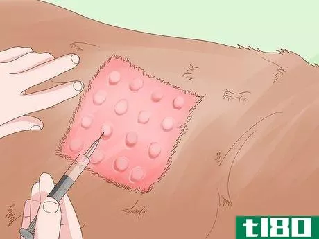 Image titled Diagnose and Treat Your Dog's Itchy Skin Problems Step 20