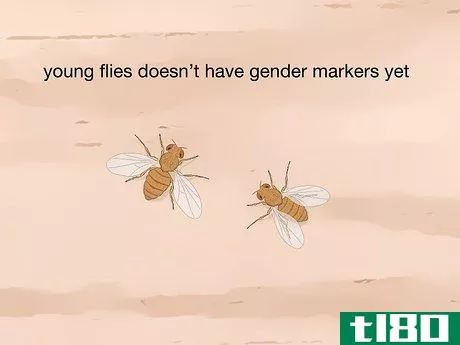 Image titled Distinguish Between Male and Female Fruit Flies Step 4