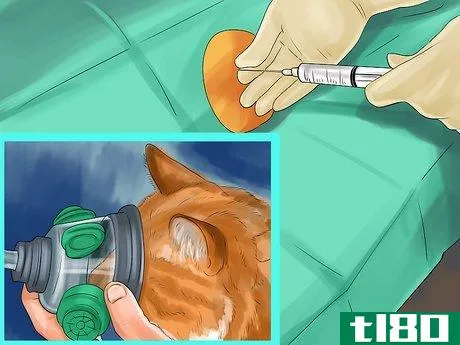 Image titled Diagnose Feline Hepatic Lipidosis Step 12