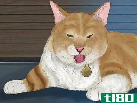 Image titled Diagnose and Treat Feline Bronchitis Step 2