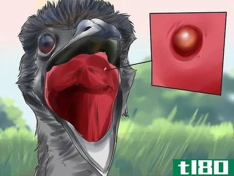 Image titled Diagnose Illness in an Emu Step 7