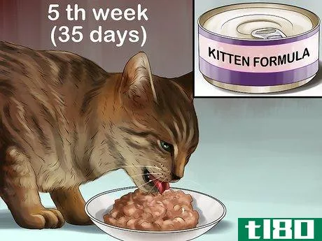 Image titled Feed a Pregnant or Nursing Cat Step 3