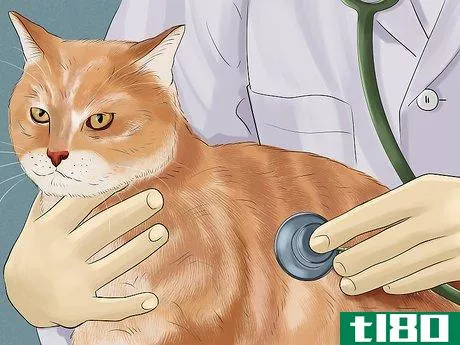 Image titled Diagnose and Treat Flea Allergies in Cats Step 6
