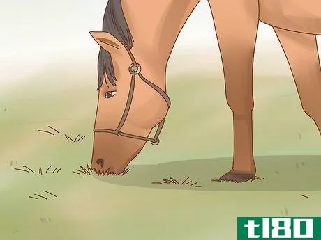 Image titled Fatten up a Horse Step 10
