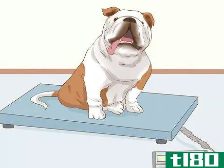 Image titled Determine if Your Dog Is Overweight Step 7