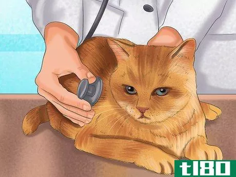 Image titled Diagnose Feline Intestinal Lymphoma Step 6