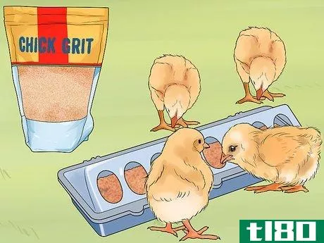Image titled Feed Chicks Step 4