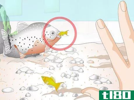 Image titled Feed Tropical Fish Step 2