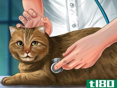 Image titled Diagnose and Treat Ear Infections in Cats Step 6