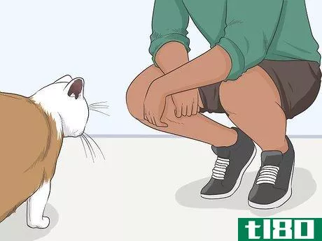 Image titled Gain a Cat's Trust Step 7