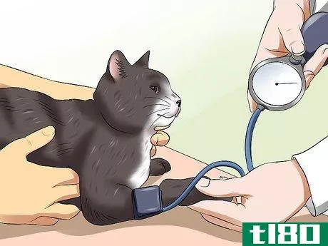 Image titled Diagnose High Thyroid Levels in a Cat Step 11
