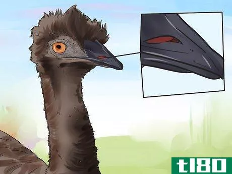 Image titled Diagnose Illness in an Emu Step 4