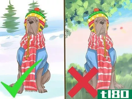Image titled Dress a Dog for Snow Step 12