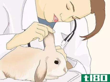 Image titled Feed Your Bunny Vitamins Step 2