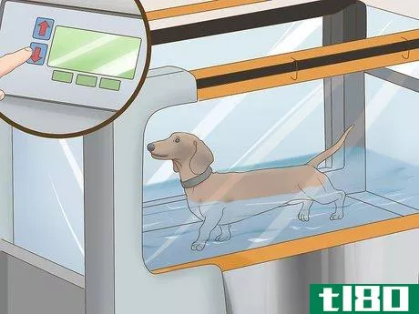 Image titled Exercise a Senior Dog on a Water Treadmill Step 8