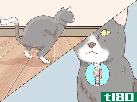 如何猫巨结肠的诊断和治疗(diagnose and treat megacolon in cats)