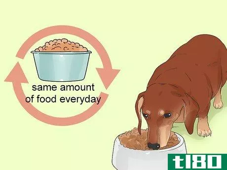 Image titled Feed a Diabetic Dog Step 1