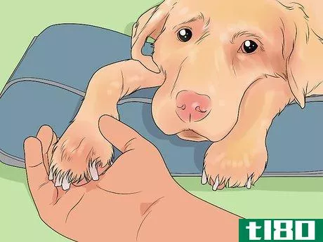 Image titled File a Dog's Nails Step 11